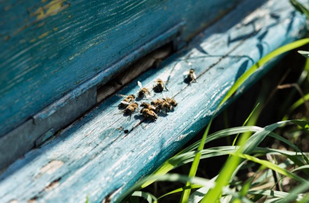 Μύγες και σφήκες: Πώς να αποτρέψετε την είσοδό τους στο σπίτι σας τοποθετώντας 1 φυσικό υλικό κοντά σε παράθυρα και πόρτες