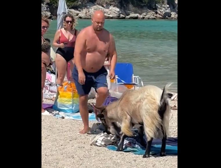 Viral στο TikTok οι κατσίκες στις παραλίες της Ελλάδας – Ψάχνουν φαγητό στα πράγματα των λουόμενων και κλέβουν την παράσταση – ΒΙΝΤΕΟ