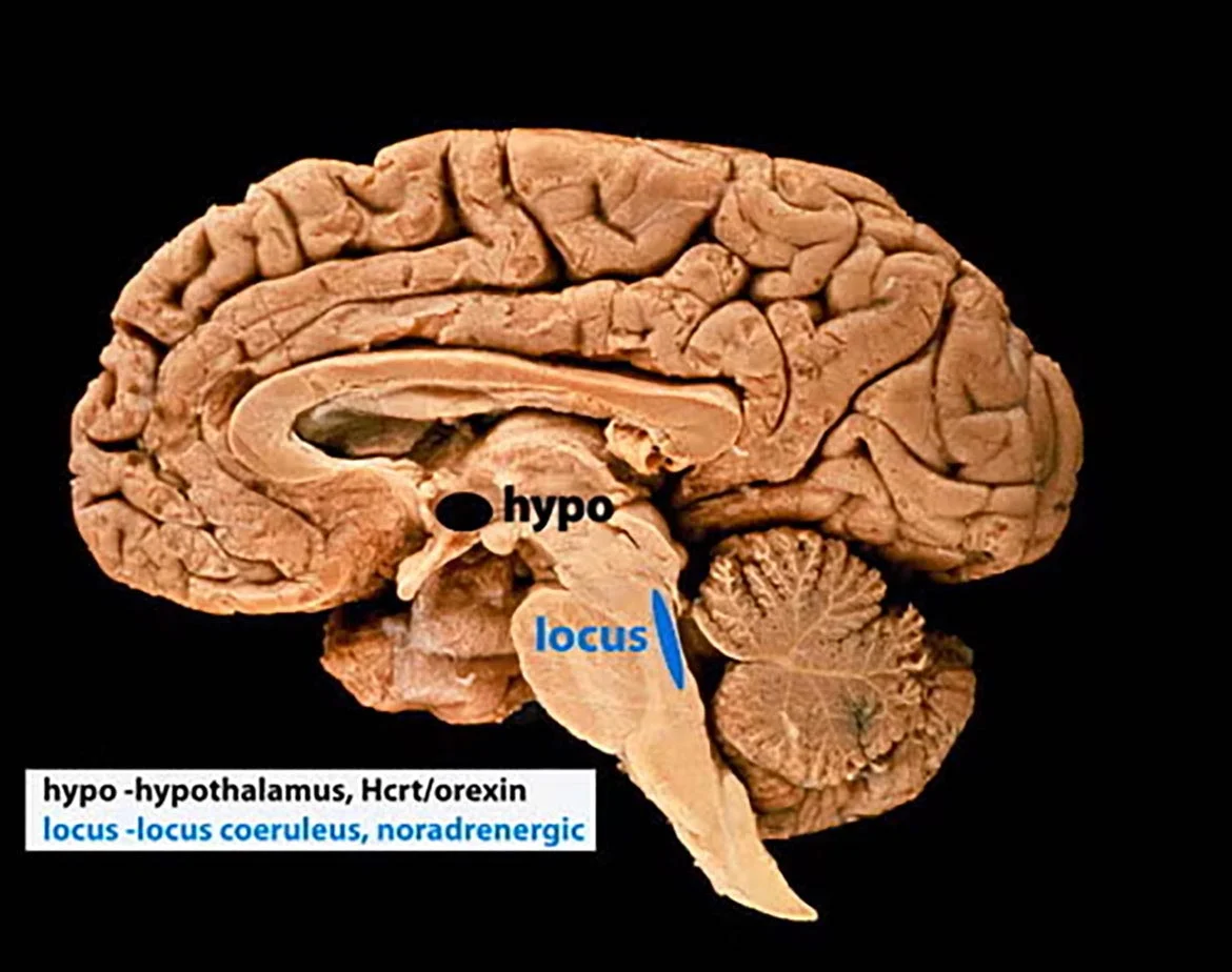 Επιστήμονες ανακάλυψαν το μυστικό «κουμπί επανεκκίνησης» του εγκεφάλου που διαχωρίζει τις αναμνήσεις μας