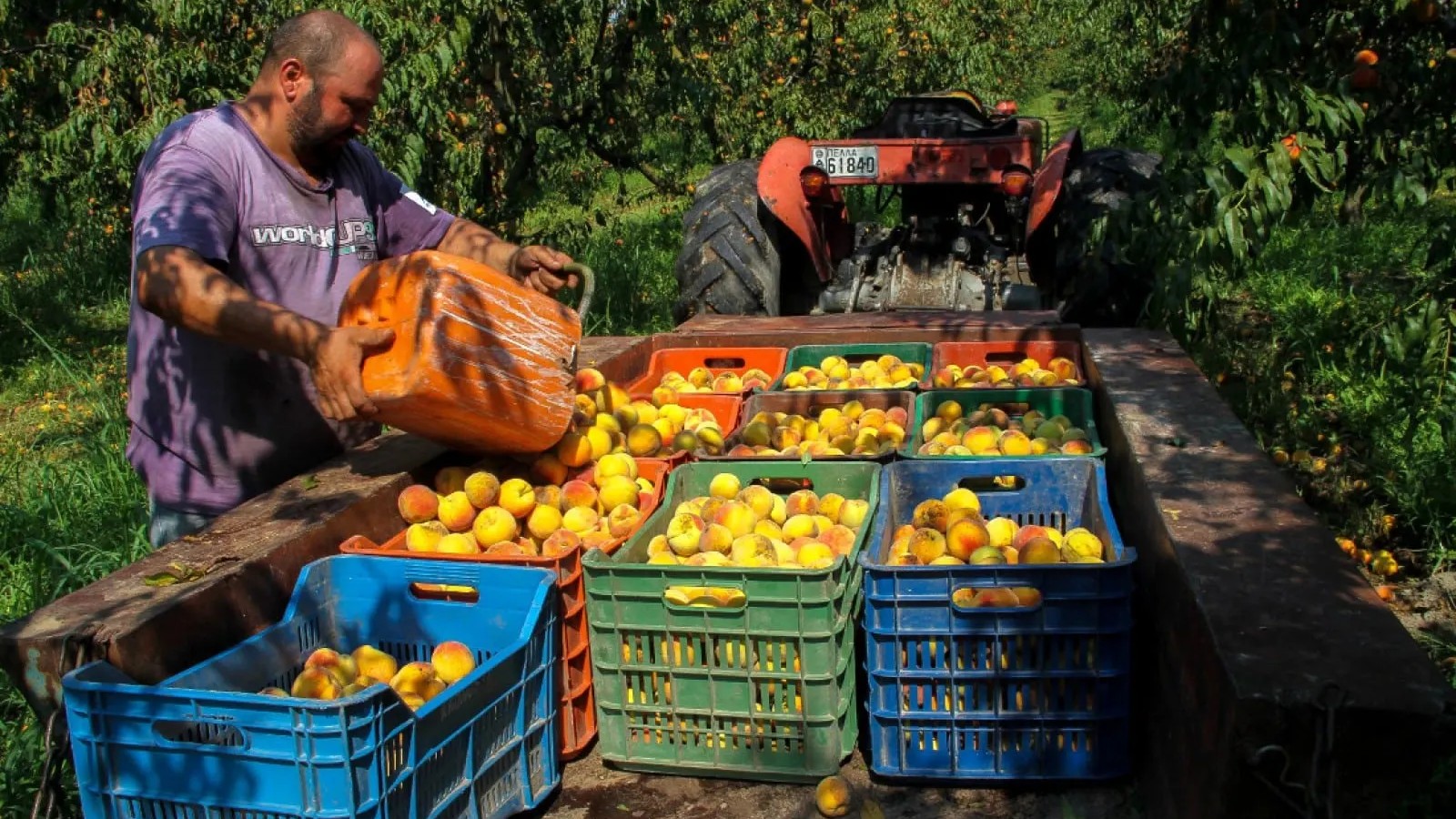 Ροδάκινα: Μειωμένη στο μισό ήταν φέτος η παραγωγή εξαιτίας του παγετού – Τι λένε στον ΑΝΤ1 οι αγρότες