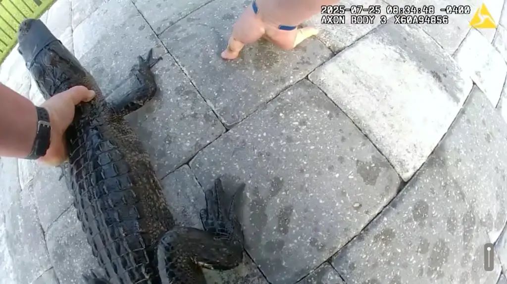 Φλόριντα: Αστυνομικός έβγαλε αλιγάτορα από πισίνα και τον έβαλε στο περιπολικό με ζώνη ασφαλείας – Βίντεο από τη «σύλληψη»