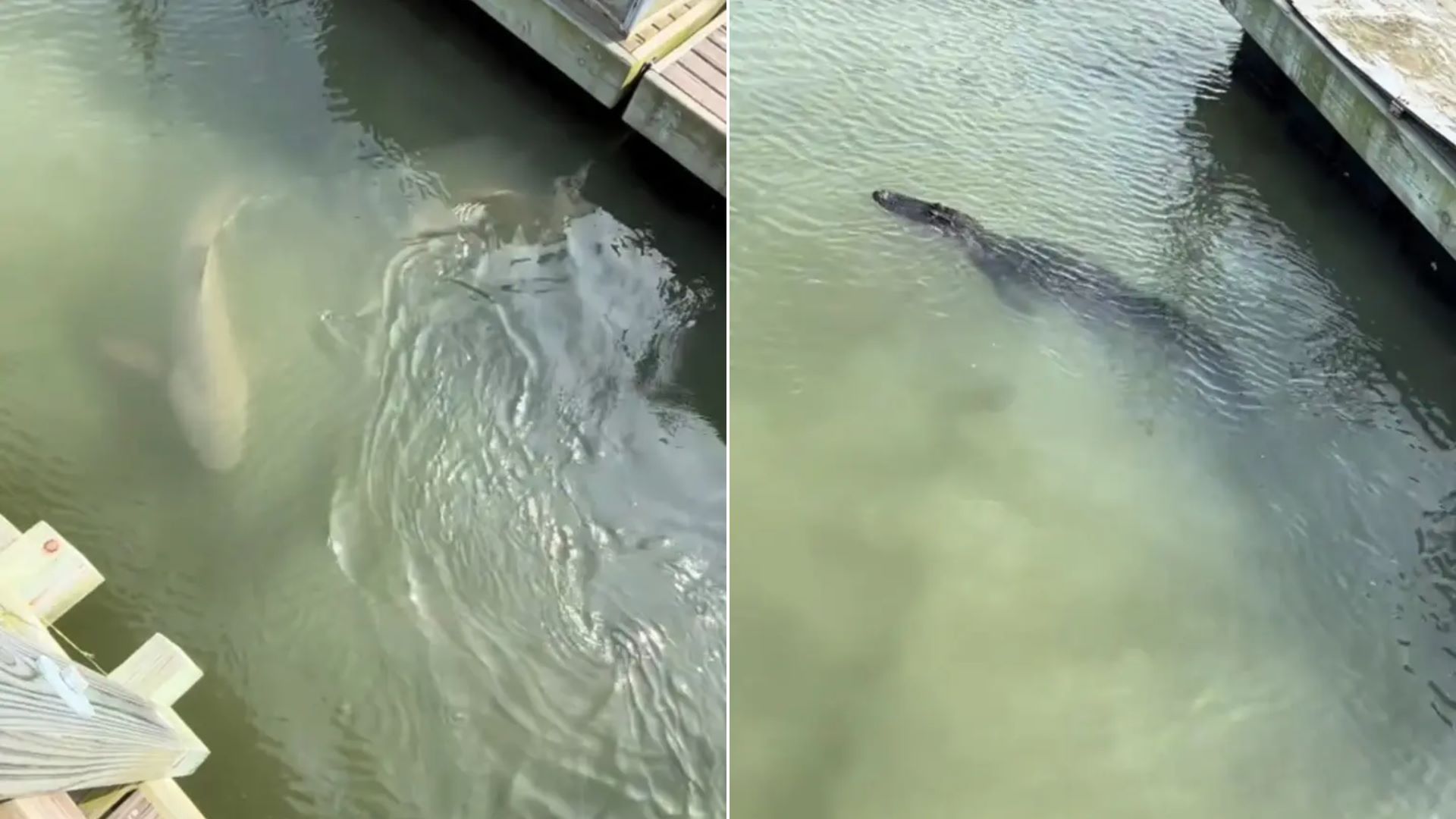 Σπάνιο θέαμα σε βίντεο: Καρχαρίες και αλιγάτορας κολυμπούν μαζί