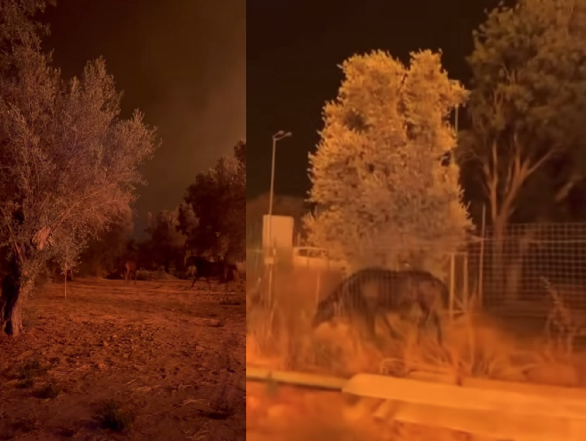 αλογα χίος φωτιά