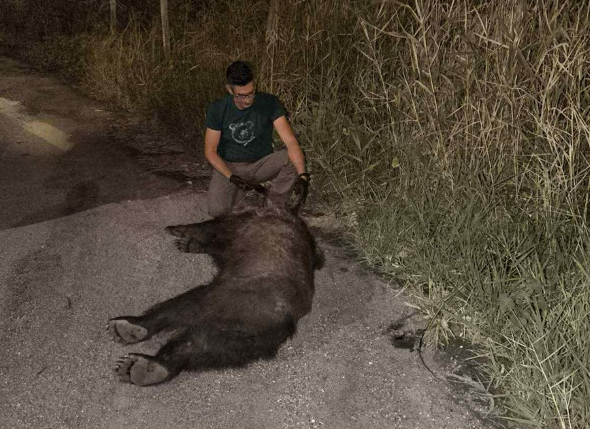 Ημαθία: Νεκρή αρκούδα σε τροχαίο στην Εγνατία Οδό – ΒΙΝΤΕΟ