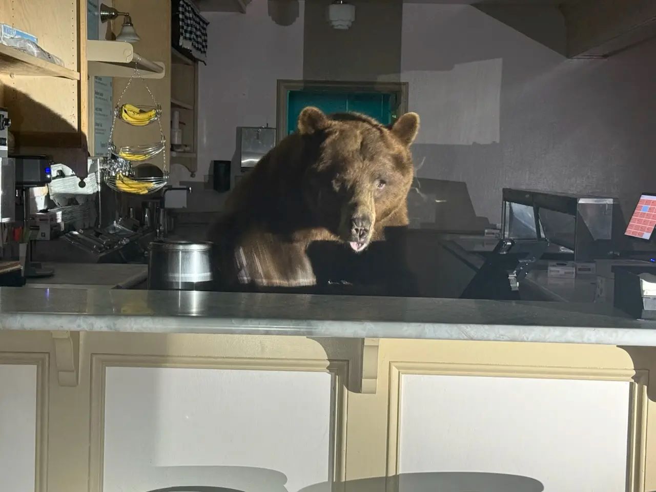 Αρκούδα «μπούκαρε» σε κατάστημα και έφαγε έναν κουβά παγωτό φράουλα – «Δεν… απολύμανε τα νύχια της»