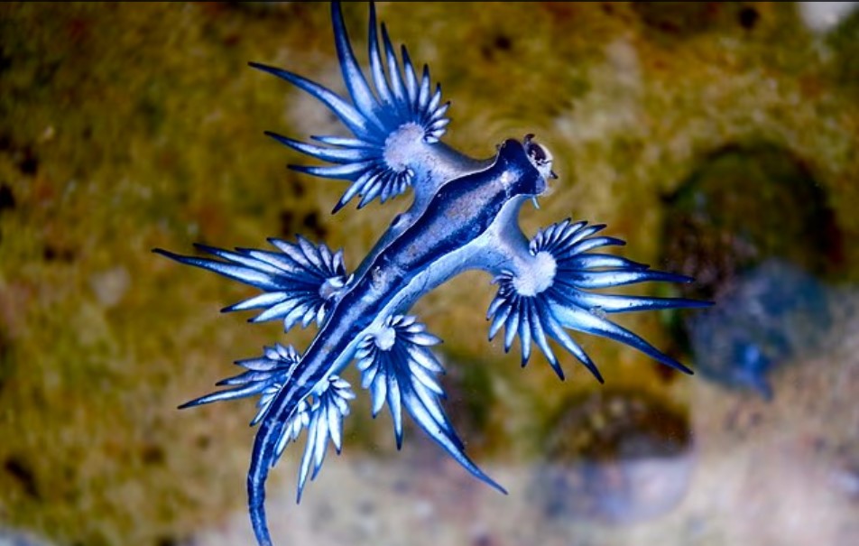 Απαγόρευση κολύμβησης σε δημοφιλές θέρετρο της Ισπανίας λόγω εμφάνισης θαλάσσιου «δολοφόνου» – Ο «Γαλάζιος Δράκος» τρομοκρατεί τις ακτές