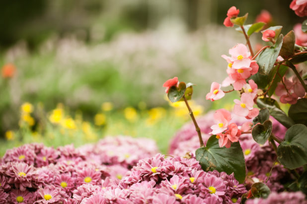 Κηπουρική: Τα 7 φυτά που δεν πρέπει να κλαδεύετε τον Σεπτέμβριο, σύμφωνα με ειδικούς