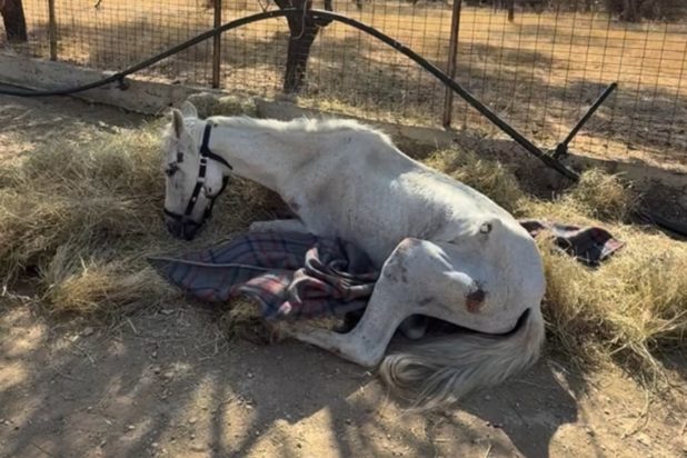 Μαριάνθη - άλογο - Αιδηψός