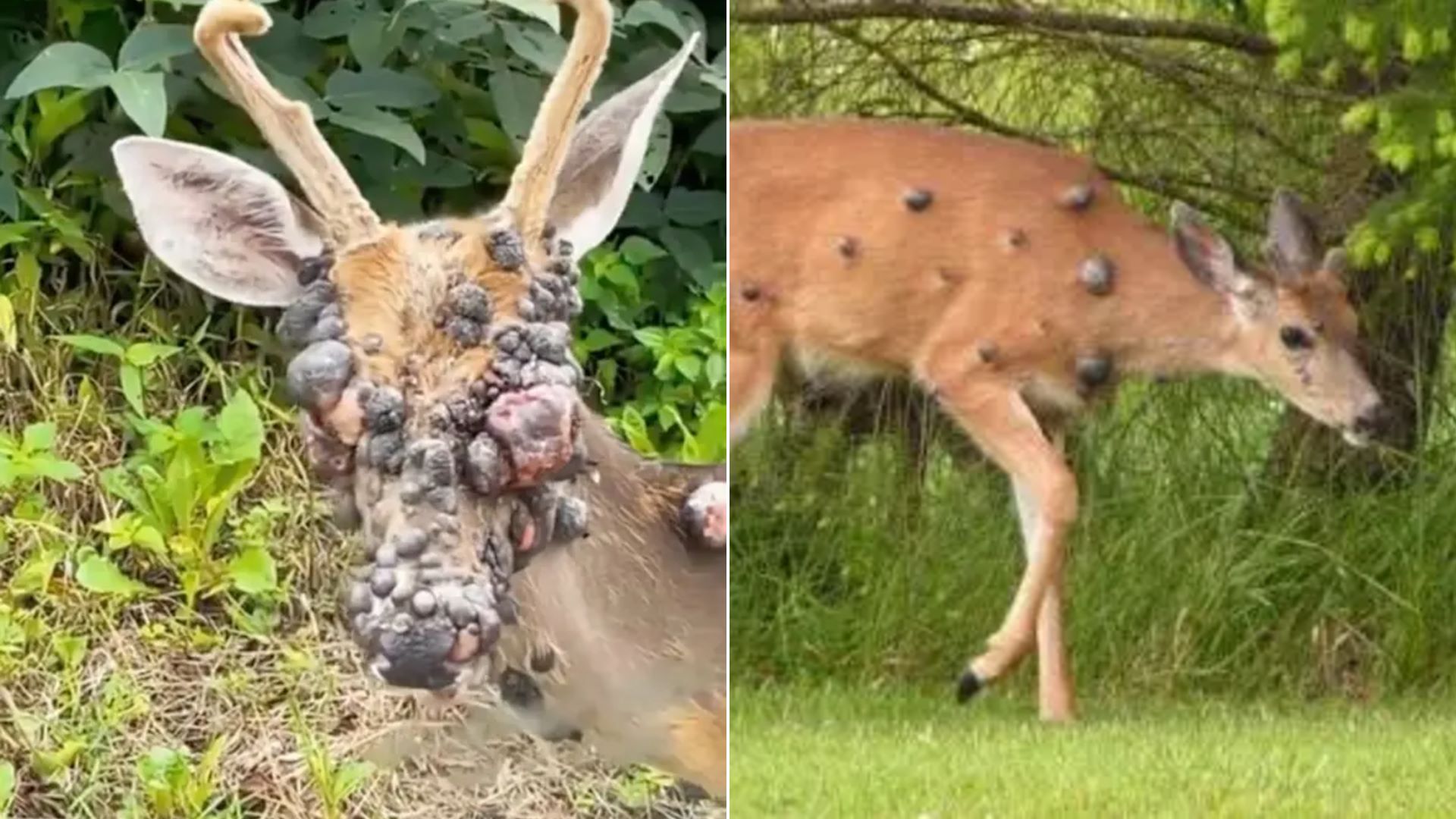 Ελάφια με εξογκώματα προκαλούν σοκ – Μετά τους «ζόμπι σκίουρους» και τα «κουνέλια Φρανκενστάιν», νέος πανικός στα social media