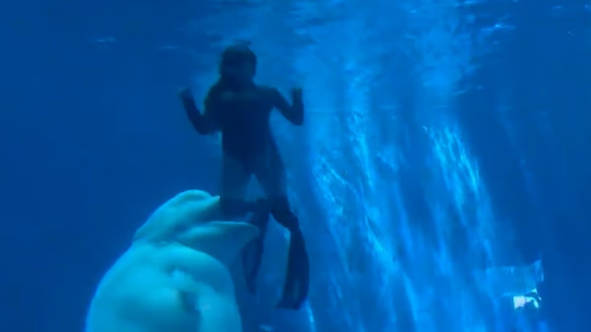 Καρέ – καρέ η στιγμή που φάλαινα μπελούγκα δαγκώνει δύτες σε ενυδρείο – Πανικός στους θεατές