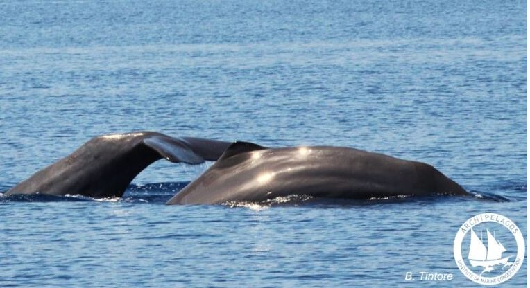 Σπάνιο θέαμα με δύο φυσητήρες να καταδύονται στην Ικαρία