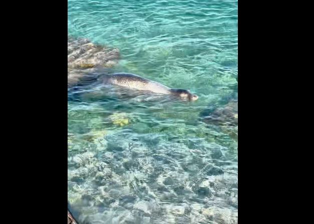 Σύμη: Φώκια κολυμπά δίπλα σε λουόμενους στα καταγάλανα νερά στην παραλία Μαραθούντας – Δείτε βίντεο