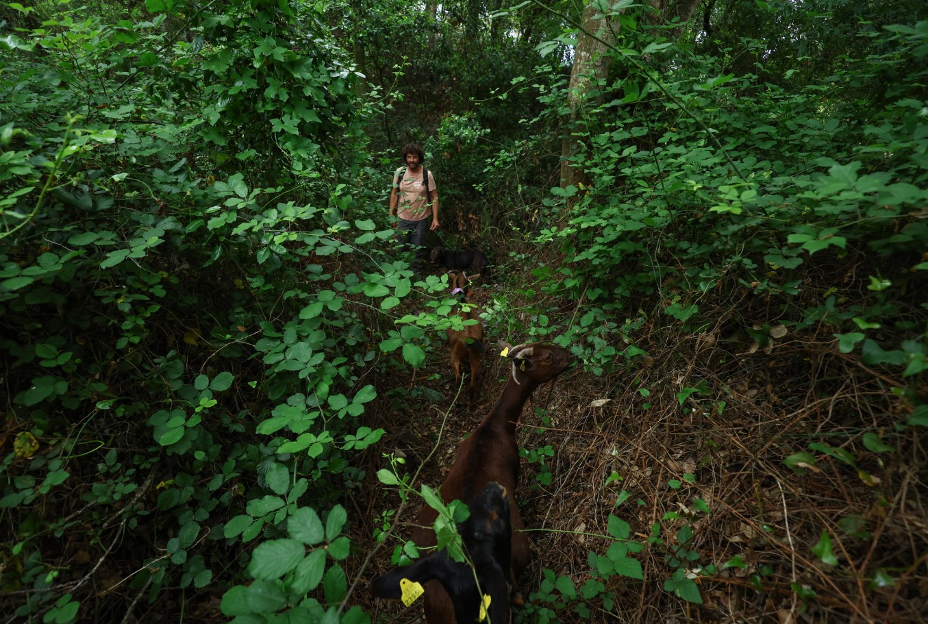 Ισπανία Κατσίκες
