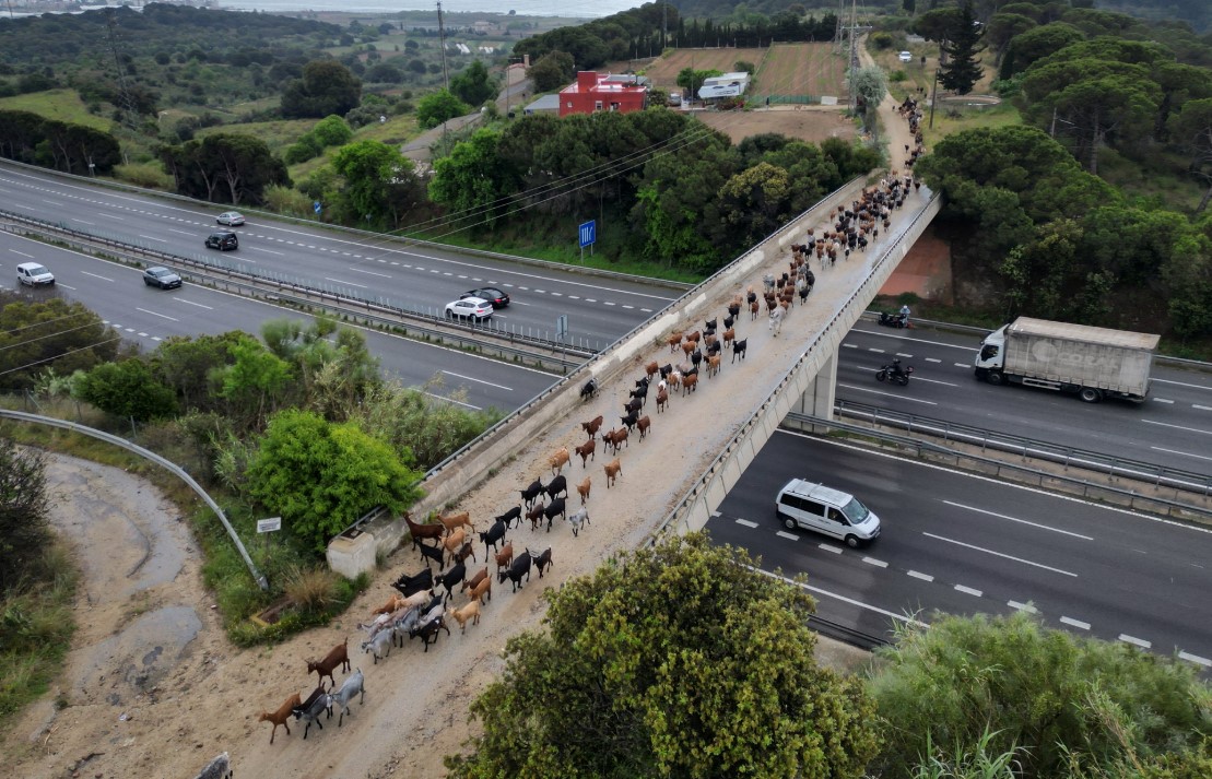 Ισπανία κατσίκες