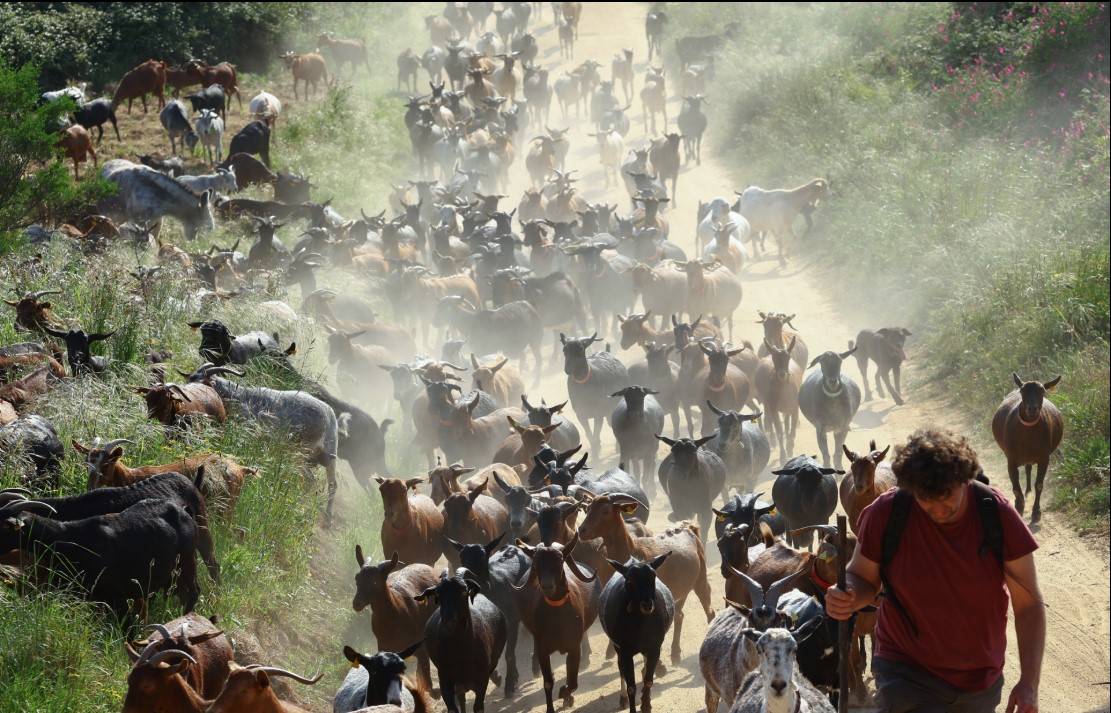 Ισπανία κατσίκες