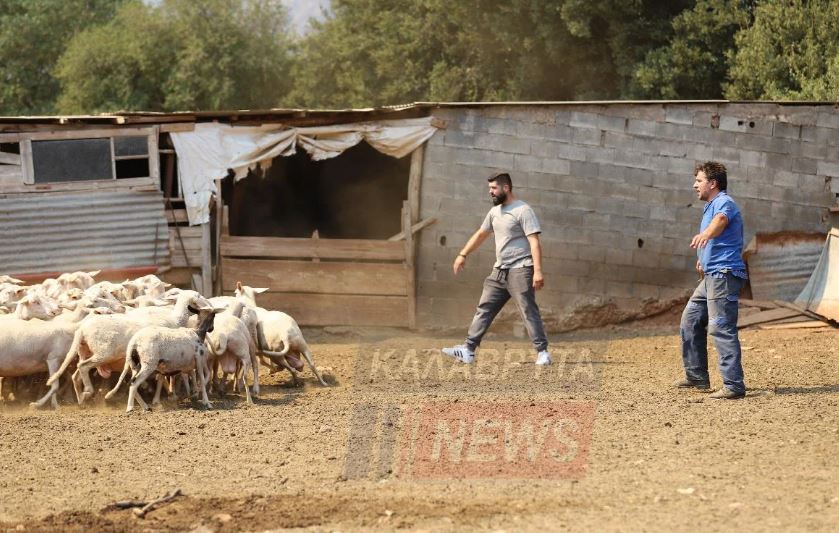Καλάβρυτα: Βελτιωμένη η εικόνα της φωτιάς στην Αροανία – Η μάχη των κτηνοτρόφων να σώσουν τα ζώα τους – Δείτε φωτογραφίες