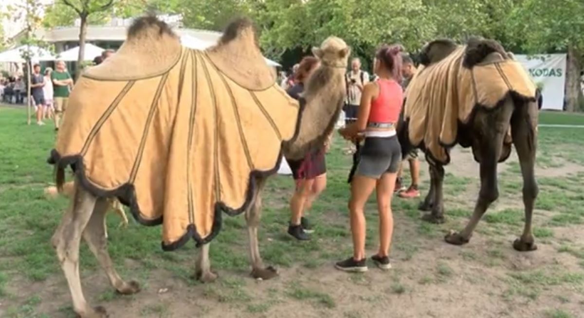 Έβγαλαν καμήλες στους δρόμους της Βουδαπέστης σε μια κινητοποίηση ευαισθητοποίησης για την ξηρασία