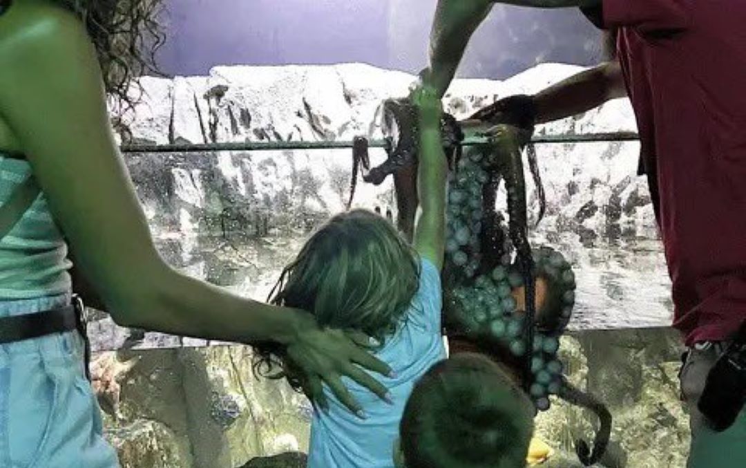 Χταπόδι σε ενυδρείο επιτέθηκε σε 6χρονο αγοράκι – «Φωνάζαμε για βοήθεια» λέει η μητέρα του