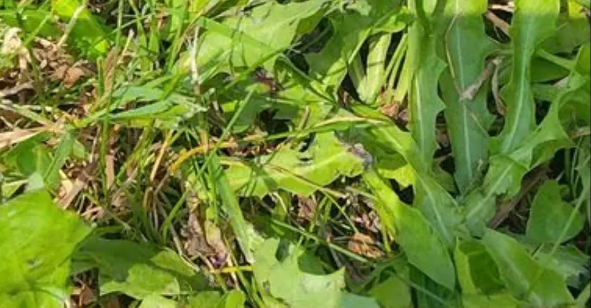 Οπτική ψευδαίσθηση: Μόνο οι πιο έξυπνοι άνθρωποι θα βρουν την ακρίδα σε 7 δευτερόλεπτα