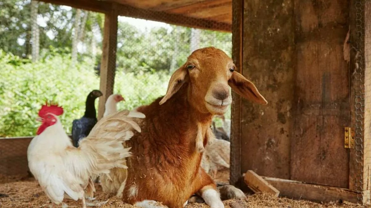 Οπτική ψευδαίσθηση: Μόνο αν έχεις αετίσια ματιά θα βρεις το φρούτο σε 10 δευτερόλεπτα