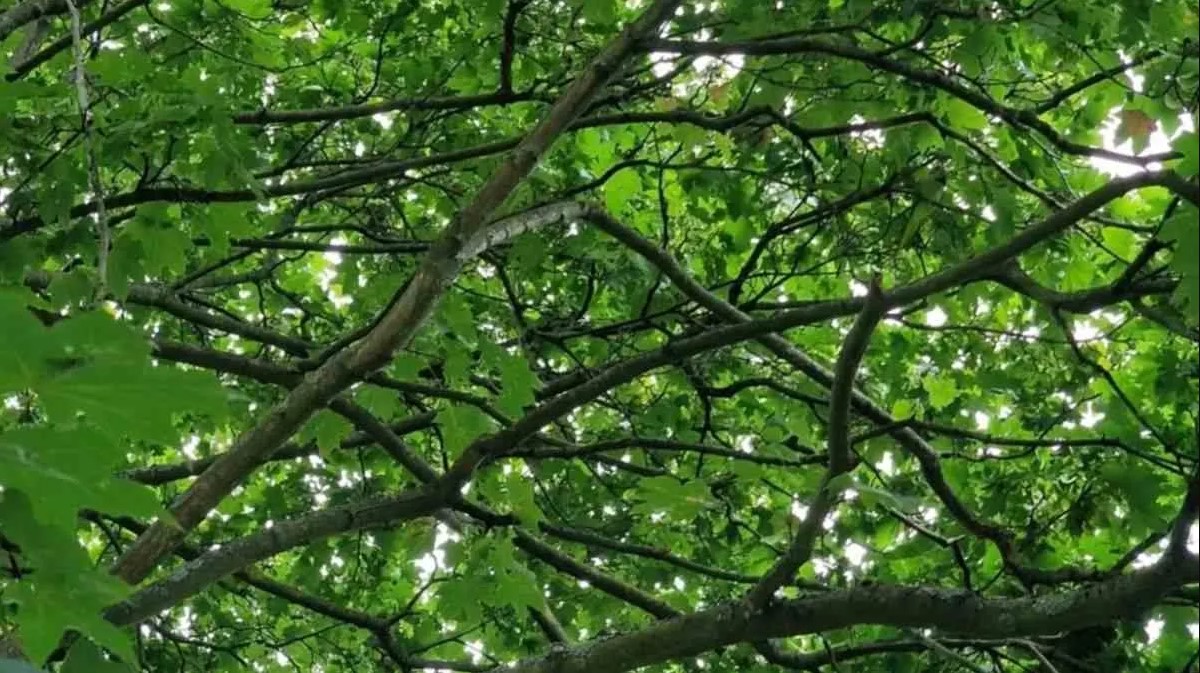 Οπτική ψευδαίσθηση: Μόνο το 1% των ανθρώπων θα βρει το πουλί σε 5 δευτερόλεπτα