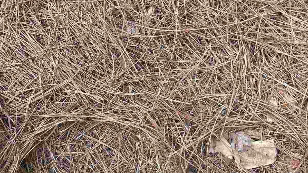 Οπτική ψευδαίσθηση: Μόνο 1 στους 5 ανθρώπους θα βρει το φίδι σε 10 δευτερόλεπτα