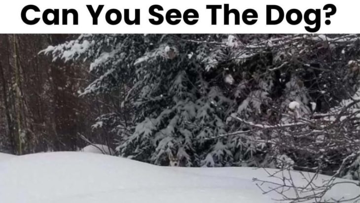 Οπτική ψευδαίσθηση