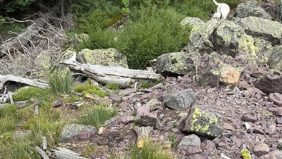 Οπτική ψευδαίσθηση: Μόνο αν έχεις παρατηρητικότητα ντετέκτιβ θα βρεις τα 4 φίδια σε 8 δευτερόλεπτα