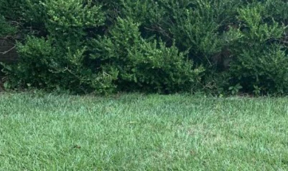 Οπτική ψευδαίσθηση: Μόνο οι πιο έξυπνοι άνθρωποι θα βρουν την γάτα σε 7 δευτερόλεπτα