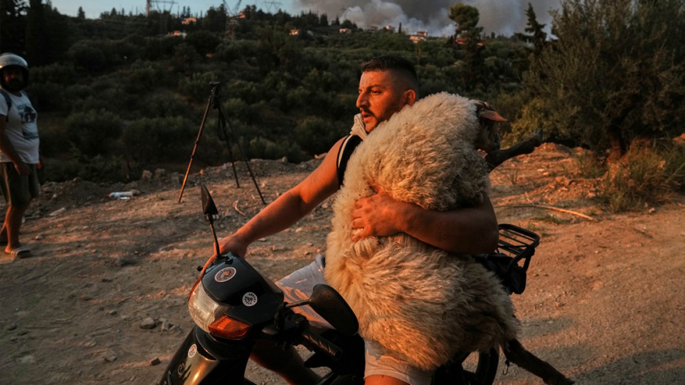 ΠΡΟΒΑΤΟ ΑΧΑΙΑ