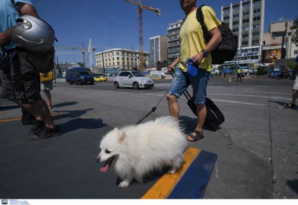 πλοίο σκύλος