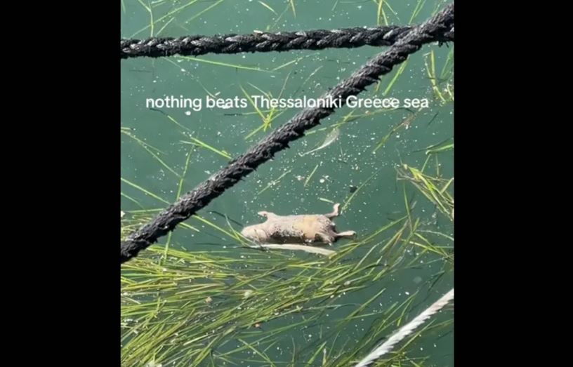 Αποκρουστικό θέαμα στην Θεσσαλονίκη: Νεκρά ποντίκια επιπλέουν στον Θερμαϊκό – Δείτε βίντεο