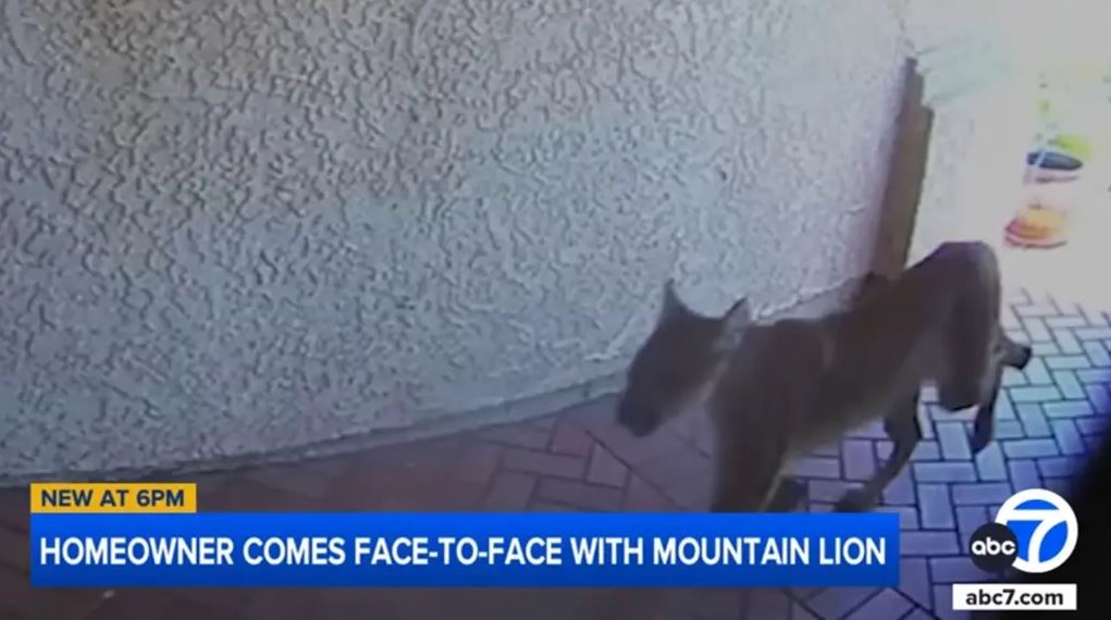 Βίντεο: Πούμα μπαίνει… σε σπίτι συναντώντας τον ιδιοκτήτη μέσα – «Κοιταχτήκαμε στα μάτια»