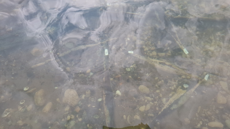 Η Βοσνία Ερζεγοβίνη ανακαλύπτει το μεγαλύτερο απόθεμα διπυραμιδικών νομισμάτων 2.000 ετών στον ποταμό Σάβα.Φωτογραφία: Muzej Franjevačkog samostana Tolisa Vrata Bosne