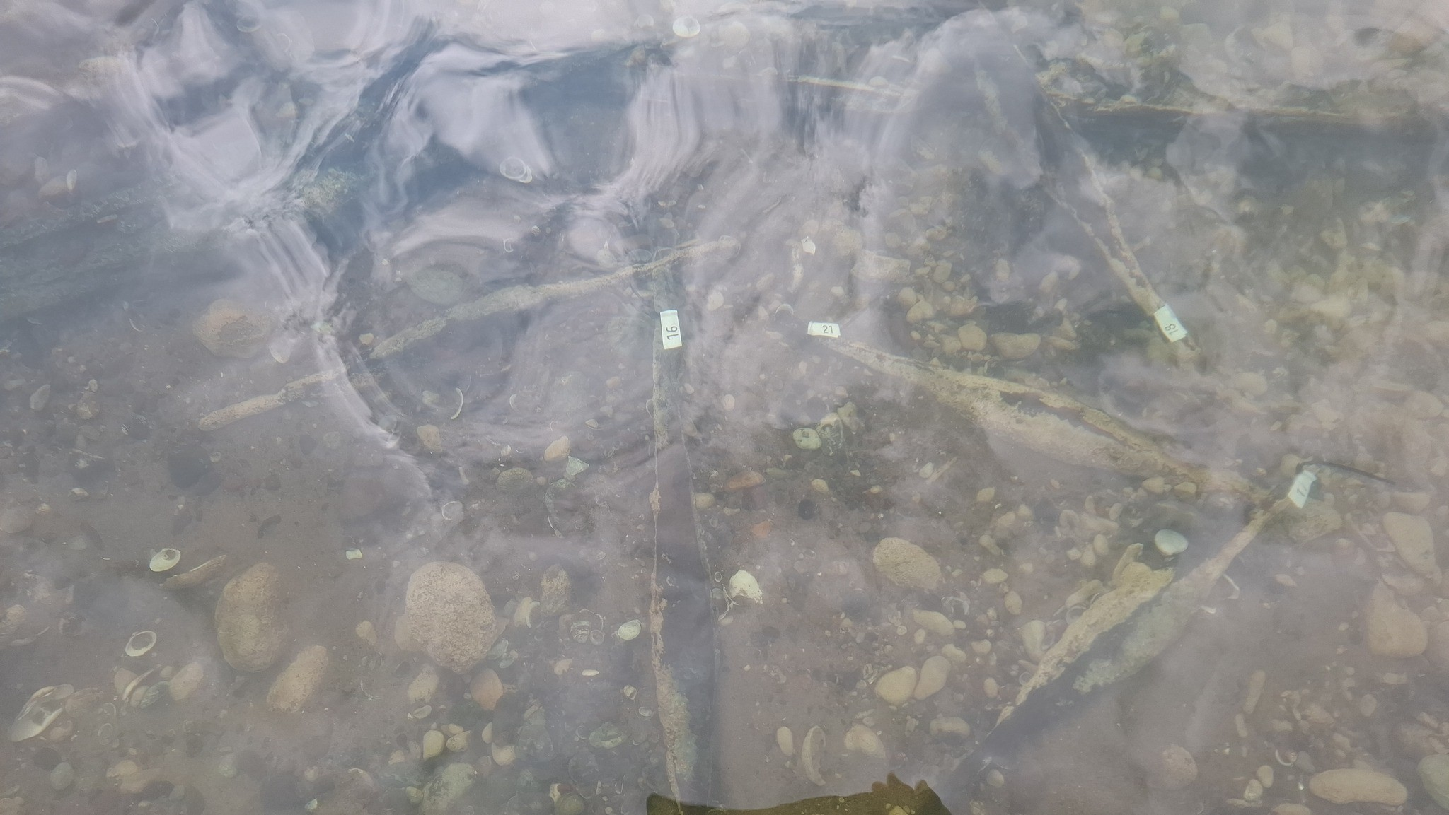 Η Βοσνία Ερζεγοβίνη ανακαλύπτει το μεγαλύτερο απόθεμα διπυραμιδικών νομισμάτων 2.000 ετών στον ποταμό Σάβα.Φωτογραφία: Muzej Franjevačkog samostana Tolisa Vrata Bosne