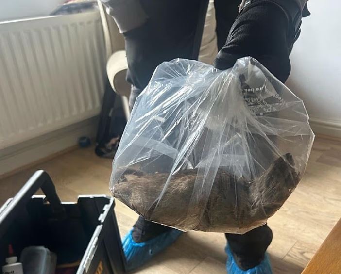 Βρετανία: Εντοπίστηκε ποντικός… μήκους 56 εκατοστών – Το πρόβλημα της χώρας με τα τρωκτικά