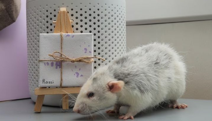 πίνακες ζωγραφικής από αρουραίους