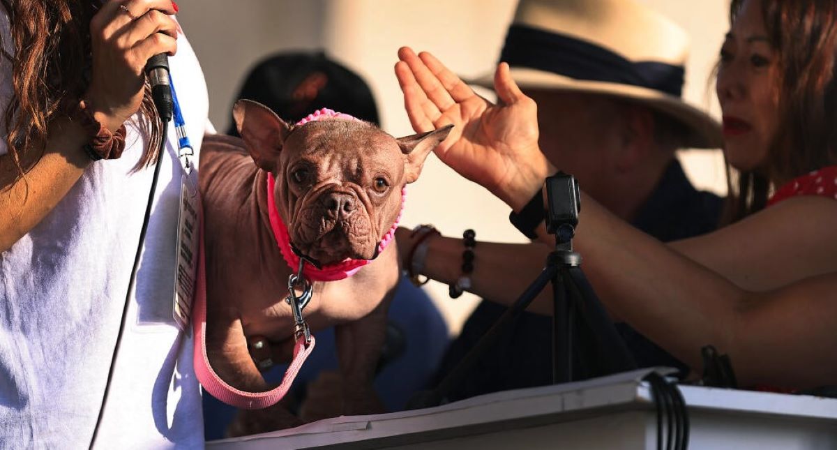 Ένα γαλλικό μπουλντόγκ από την Καλιφόρνια είναι ο «πιο άσχημος σκύλος στον πλανήτη»