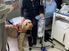 Σκύλοι νοσοκομείο Μεταξά