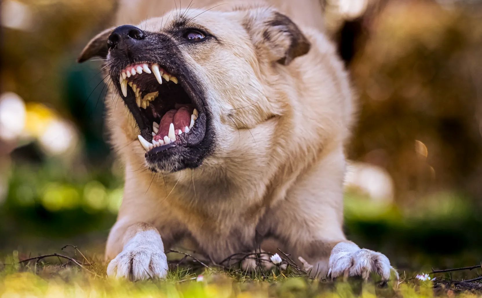 17χρονη πήγε για τζόκινγκ και την κατασπάραξε αγέλη 16 σκύλων: Της έκαναν 500 ράμματα – «Δεν μπορούσα να αναγνωρίσω την κόρη μου»