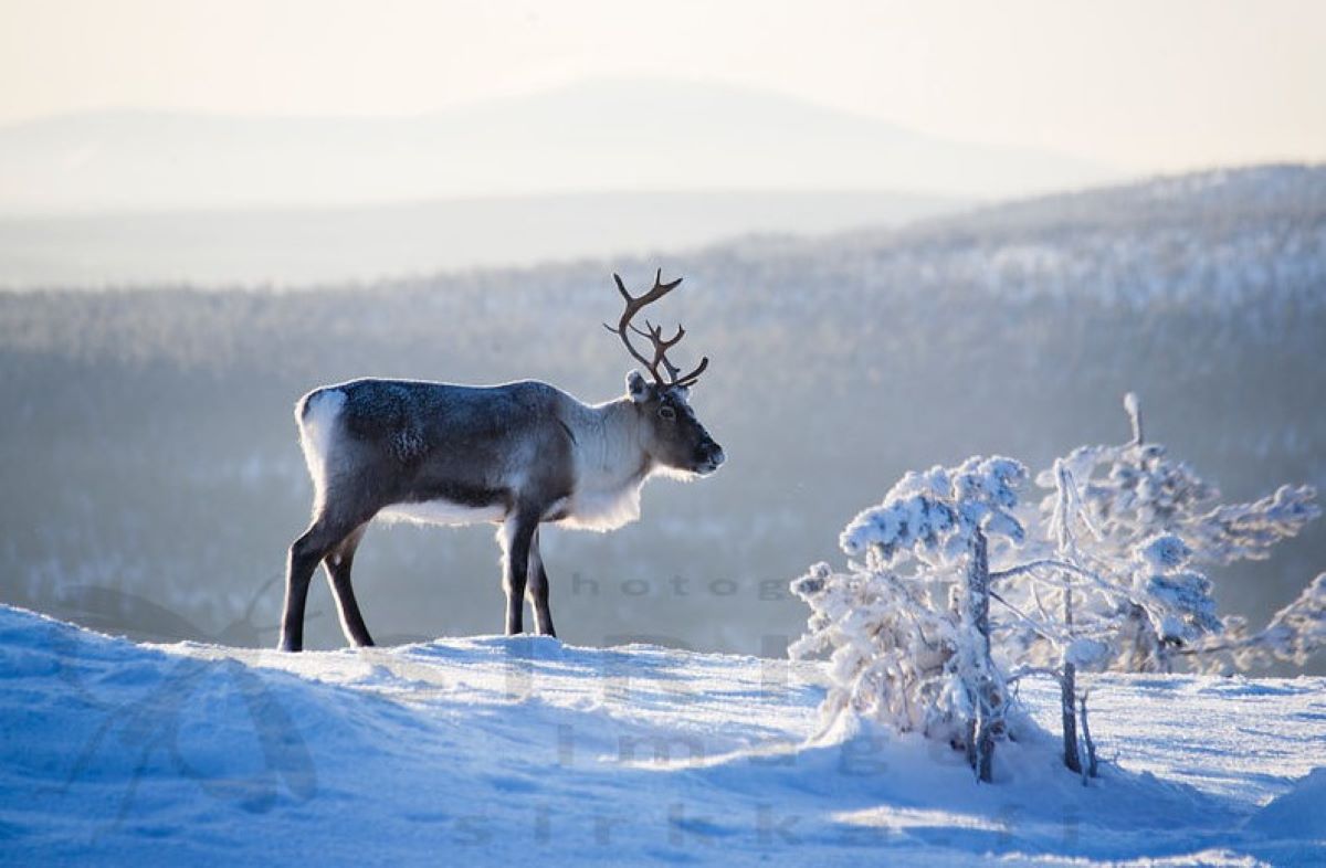 Φιλανδία τάρανδος