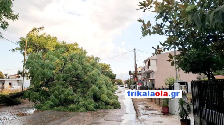 ΤΡΙΚΑΛΑ ΔΕΝΤΡΟ