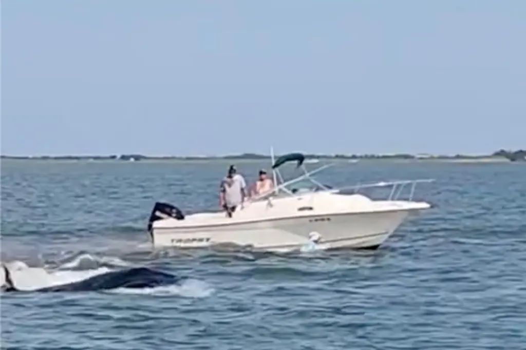 Βίντεο: Φάλαινα συγκρούεται με σκάφος και ρίχνει γυναίκα στη θάλασσα – Το κήτος προσπαθούσε απεγνωσμένα να βγει σε ρηχά νερά