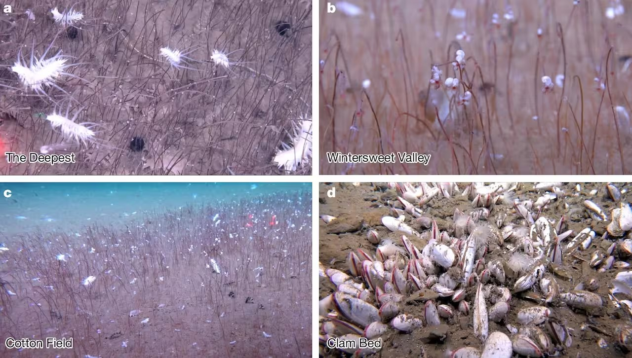 Οργανισμοί που ανακαλύφθηκαν στα πιο βαθιά σημεία του οικοσυστήματος. Φωτογραφία: IDSSE / Chinese Academy of Sciences