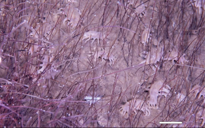 Ανακαλύφθηκε μυστηριώδες οικοσύστημα 10.000 μέτρα κάτω από τη θάλασσα