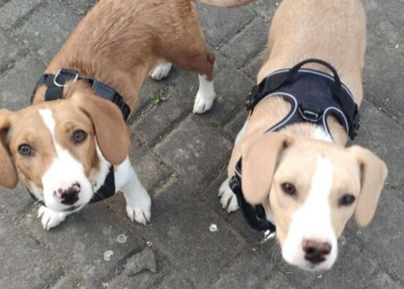 Από τους δρόμους της Θεσσαλονίκης στα σαλόνια της Ευρώπης: Νέα αρχή για 130 αδέσποτα ζώα – Στην Γερμανία ο Bolek και ο Lolek