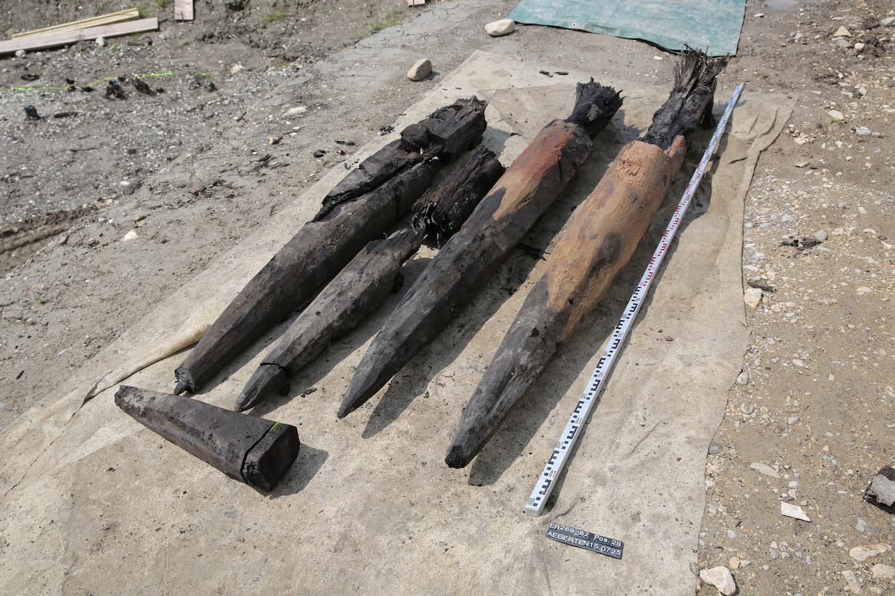 Πολλά μέτρα από τις άκρες των δρύινων πασσάλων, διατηρούνται ακόμη. Τις τράβηξαν από το ίζημα με εκσκαφέα. Φωτογραφία: Archäologischer Dienst des Kantons Bern, Joel Furrer