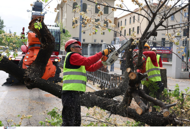 Κοπή, δέντρα, Θεσσαλονίκη