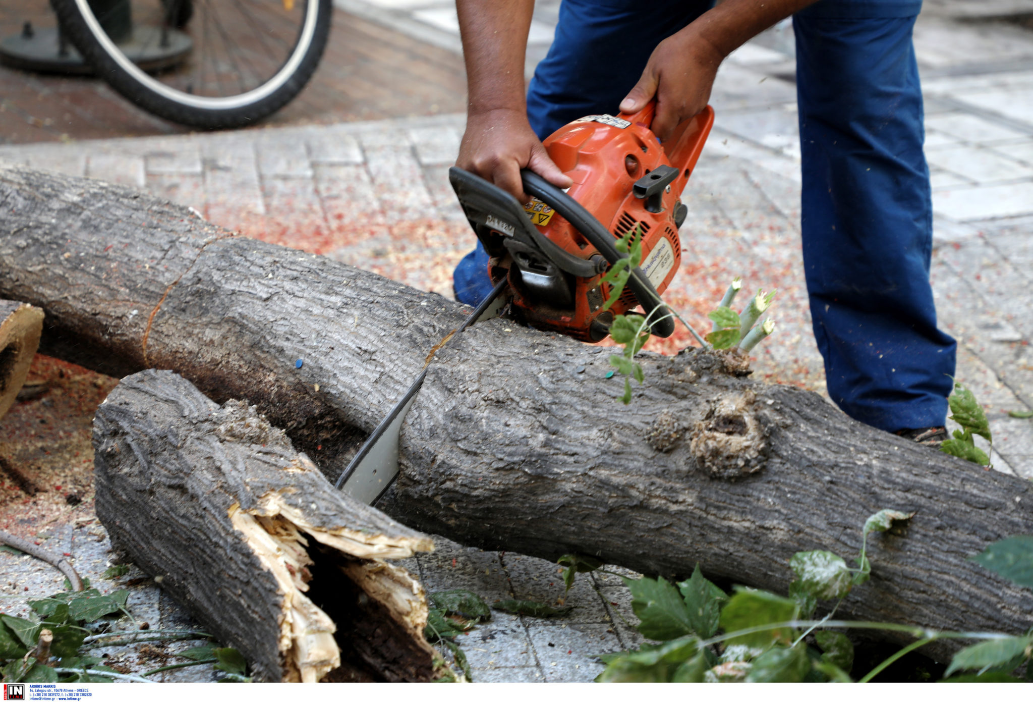 κοπή δέντρων