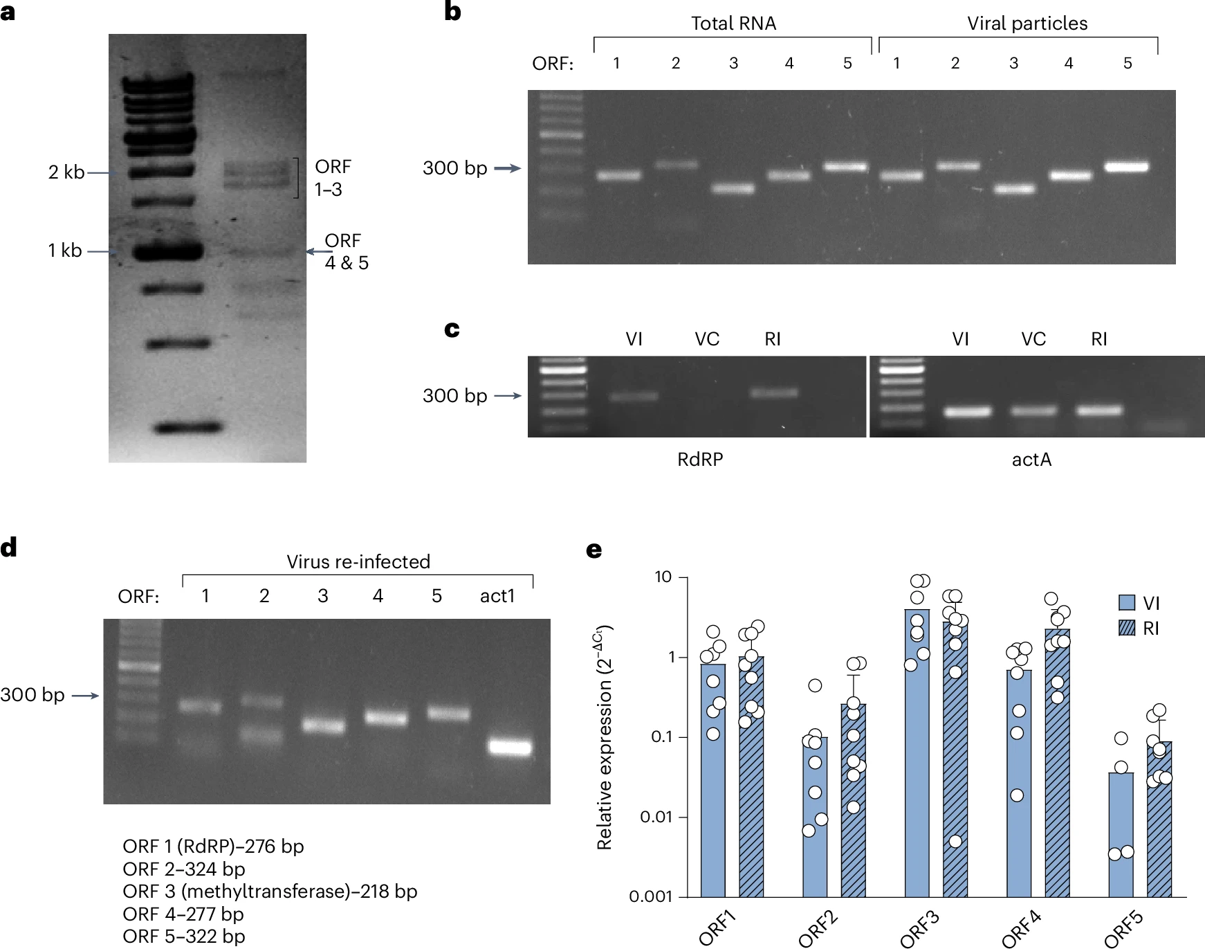 Φωτογραφία: Rocha, M.C., Lerer, V., Adeoye, J. et al. Aspergillus fumigatus dsRNA virus promotes fungal fitness and pathogenicity in the mammalian host. Nat Microbiol 10, 2179–2193 (2025). https://doi.org/10.1038/s41564-025-02096-3